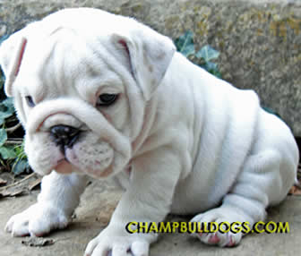 English bulldog puppies
